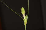 Fuzzy wuzzy sedge